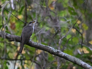 Solitary yellow billed Cuckoo bird perched atop a branch in a tree, surrounded by lush green foliage