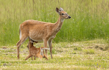 Naklejka na ściany i meble Mother Deer, Tender Moments: White-Tailed Deer (Odocoileus virginianus) Mother and Fawn Bonding While Nursing With Milk. Wildlife Photography