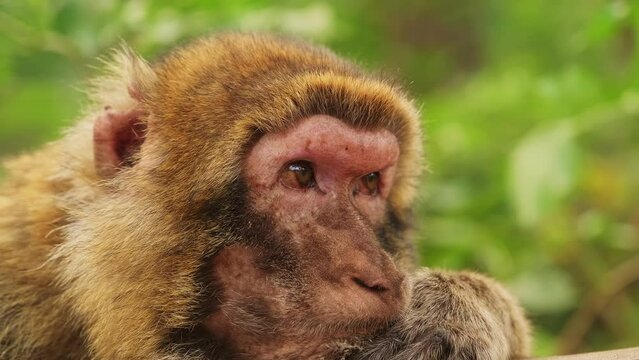 close-up of a monkey. primate in the wild. monkey's gaze into the distance