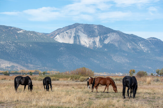Mustangs in high desert in Nevada, USA (Washoe Lake), featuring bay, black and pinto color grazing and some clouds in the sky