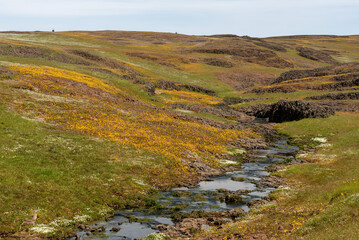 Fototapeta na wymiar Creek at North Table Mountain Ecological Preserve, Oroville, California, USA , featuring a carpet of yellow wildflowers, volcanic rocks and blue sky copy-space