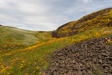 Landscape at North Table Mountain Ecological Preserve, Oroville, California, USA , featuring a carpet of yellow wildflowers, volcanic rocks and blue sky copy-space - 675443058