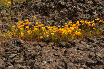 California poppy  patch against volcanic rocks- thriving in advsersity at Table Mountain Ecological Preserve - 675443090