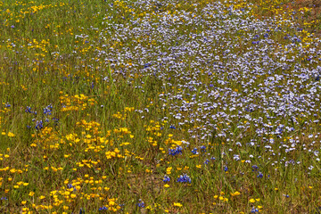 Close-up at wildflowers carpet at North Table Mountain Ecological Preserve, Oroville, California, USA , close-up pattern featuring yellow, white and purple  flowers   - 675443248