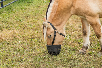 Close-up of a Norwegian Fjord Horse grazing grass with a grazing muzzle. 