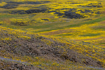 Landscape at North Table Mountain Ecological Preserve, Oroville, California, USA , close-up pattern featuring yellow and purple  wildflowers and volcanic rocks  - 675443660