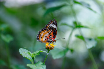 France butterfly mountains alpes provence vercors
