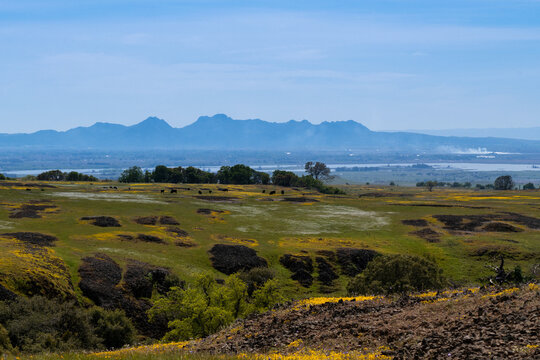 Landscape at North Table Mountain Ecological Preserve, Oroville, California, USA , on a spring day, featuring white and yellow wildlfowers, cattle grazing and a blue, cloudless sky copy-space above th