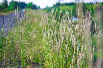 May grass flowers bloom during the wet season in the Mekong Delta on both sides of the road. The white flowers have long stems like rice stems.