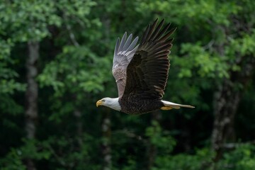 an eagle with a long wing in the air in front of some trees