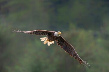 an eagle soaring in the air with it's wings spread