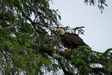 the eagle is perched in a tree next to leaves and branches