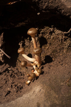 fotos de los aut&eacute;nticos hongo de miel. Armillaria mellea en oto&ntilde;o. Fotos de Setas bonitas