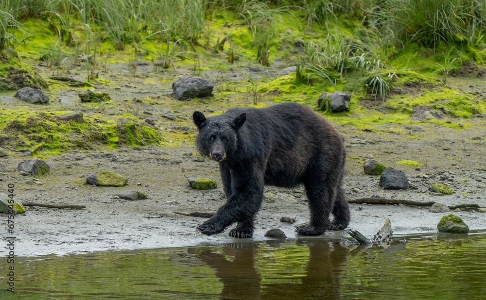 Wall mural black bear standing near the banks of a tranquil river, with its reflection on its surface