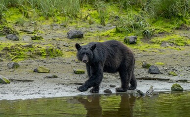 Black bear standing near the banks of a tranquil river, with its reflection on its surface
