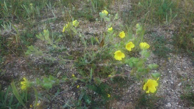 It's like the Prairieweed (Potentilla fruticosa) but the herbaceous form. Sea of Azov, Arabatskaya strelka. Saline grounds