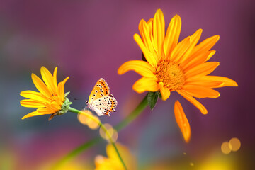 Fragile butterfly and yellow flowers in the garden. Summer creative image.