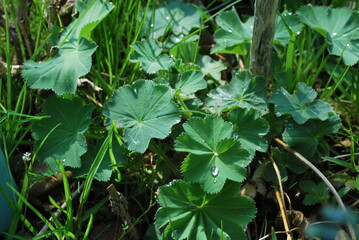 plants