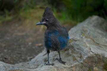 Beautiful blue, black, and gray bird perched on a rocky outcrop