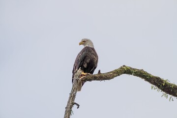 an eagle sitting on top of a tree branch with moss