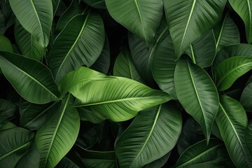 Tropical leaves, abstract green leaf texture in garden