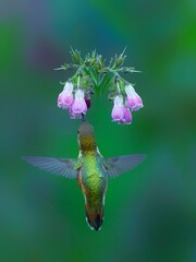 Close-up vertical shot of a small, colorful hummingbird pollinating a vibrant comfrey flower