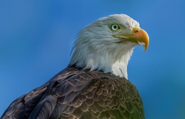 a close up of a bald eagle looking to the side