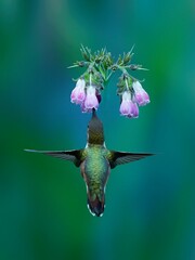 Close-up vertical shot of a small, colorful hummingbird pollinating a vibrant comfrey flower - obrazy, fototapety, plakaty