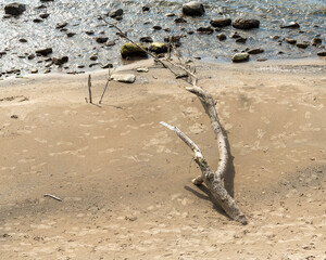 dead tree on the beach