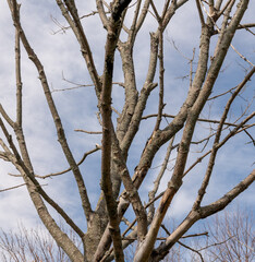 branches against sky