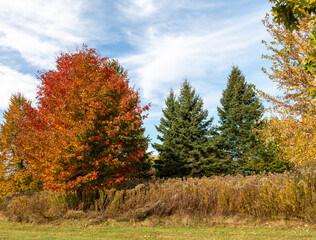 Fototapeta premium autumn trees in the park