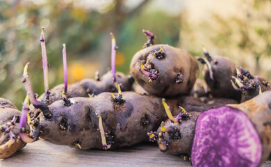 purple organic potatoes seedlings before planting in the ground in spring