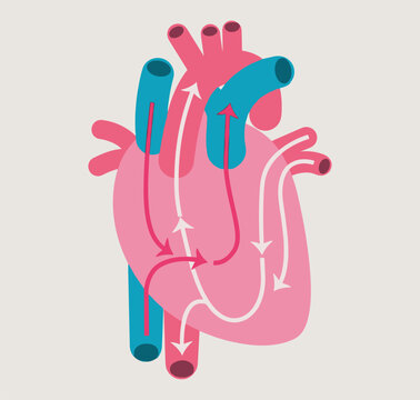 Anatomical heart with circulation arrows. Descriptive scheme. Vector illustration. Beige background