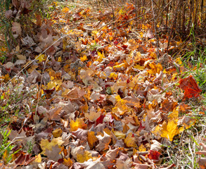 autumn leaves on the ground