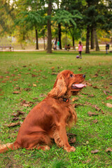 Red cocker spaniel dog on the green grass in the park