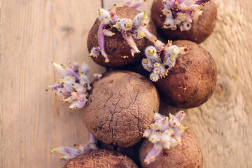 seed potatoes for planting in the ground in spring