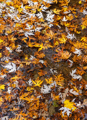 709-51 Maple Leaf Pattern