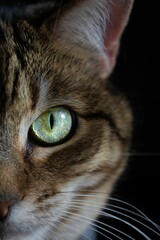 Close-up of a domestic cat's face, with one eye colored a brilliant green