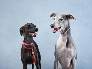 Two Greyhounds in a studio, one black and one spotted, both wearing collars and looking content....