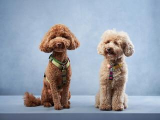 Two Poodles with curly coats, one brown and one cream, sit attentively in a studio. Dogs poised and...