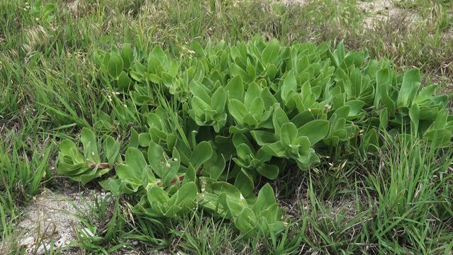 Probably stonecrop Hylotelephium spectabile.. In any case, it is a stable halophyte on the shore of the hypersalted Lake Sivash, a sandy-shell beach, highly saline soils, end of May