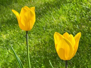 Yellow tulips flowers in field grass.