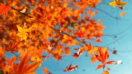 Falling colorful autumn leaves from maple tree (acer palmatum)