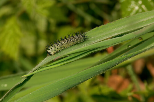 Closeup on he spicky caterpillar of a parasitic sawfly, Periclista pubescens, sitting on a green leaf