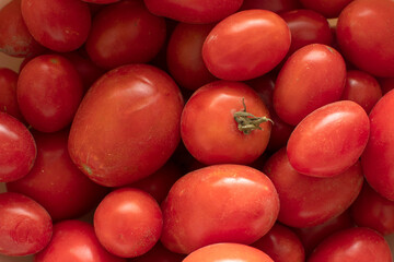 Closeup view of a freshly picked tomatoes 