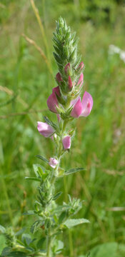 In nature, ononis spinosa grows among grasses