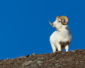 Dall Sheep ram in Denali