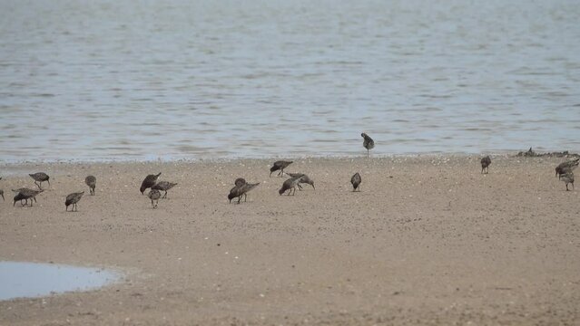Curlew sandpipers (Calidris ferruginea) feed on dried-up shallows during spring migration