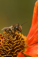 Vertical closeup on a female Patchwork leafcutter bee, Megachile centuncularis, sitting on an orange Helenium flower