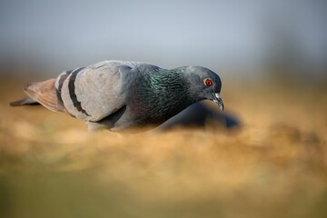 Closeup of a pigeon perched on the ground
